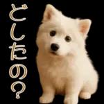 白いモフモフ～その名はサモエド！２