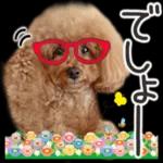 トイプーらっちゃんのなりきり編<日常言葉>