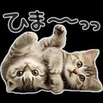 やる気ゼロ♡にゃんこ