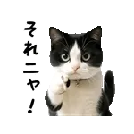 暑中お見舞い申し上げます🥵