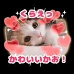 猫の「うなちゃん」