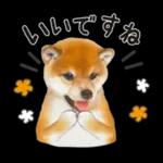 かわいい犬たち冬♡冬＆正月 柴犬
