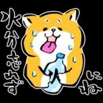 かわいい秋田犬～🐈