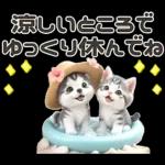 夏 猛暑 酷暑♡シベリアンハスキーとネコ