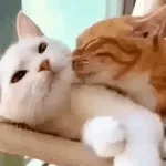 今すぐゲット👇👇👇 