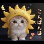 スコティッシュ猫 可愛い日常 太陽帽 敬語