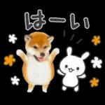 かわいい犬たち冬♡冬＆正月 柴犬