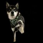かわいい黒柴くんの敬語🐶