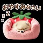 癒しポメラニアンの春のあいさつ