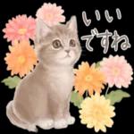 かわいらしい小さな花だ