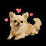 ずっと使える♡夏のチワワ