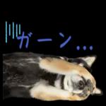 かわいい黒柴くんの敬語🐶