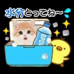 かわいい猫❤️大人かわいい夏❤️猫にゃん