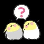 可愛いインコちゃんと一緒に冬を過ごしましょう！