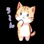 かわいい猫😺が来ますよ！