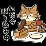 猫ちゃんとスイーツと夏