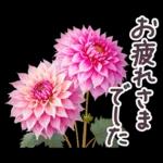 毎日使える お花 敬語✿大人上品お花