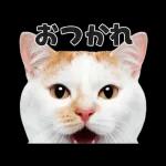 猫の顔がどーん！