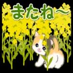 ころころ子猫 春の野原でかくれんぼ