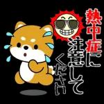 豆柴「夏を感じる」