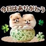 癒しポメラニアンの春のあいさつ