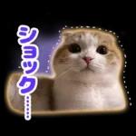 猫の「うなちゃん」