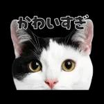 猫の顔がどーん！