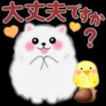 ポメラニアン❤️ぽちゃん「秋」