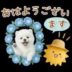 癒しポメラニアンの「夏」の毎日