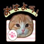 たれ耳ねこちゃん_見やすい！使いやすい♪