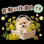 癒しポメラニアンの春のあいさつ