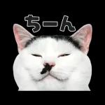 猫の顔がどーん！