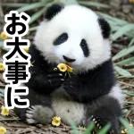 おすすめ！かわいいパンダチャン