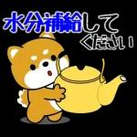 豆柴「夏を感じる」