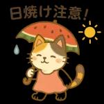 三毛猫の幸せな夏の生活