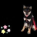 かわいい黒柴くんの敬語🐶