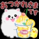 cute white Pomeranian summer 3