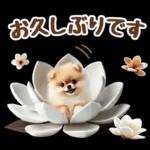 癒しポメラニアンの春のあいさつ