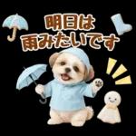 大人可愛いシーズーで梅雨の気づかい敬語