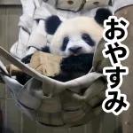おすすめ！かわいいパンダチャン