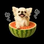 ずっと使える♡夏のチワワ