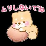 愛する人に感謝を送る❤️いやしばいぬ赤柴