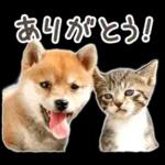 しばにゃんこスタンプ