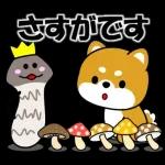 大事なお知らせがありまーす♪