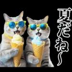 夏☆にゃんこ