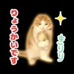 猫の「うなちゃん」