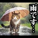 夏☆にゃんこ