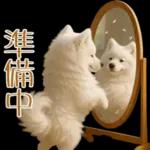 白いモフモフ～その名はサモエド！２