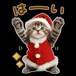 大きく表示♡冬にゃんこ