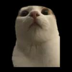 silly calico cat memes